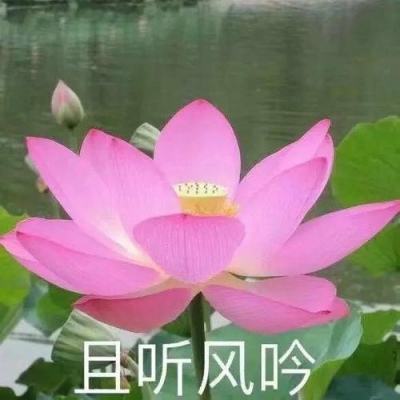 乱世群英传爱奇艺版下载